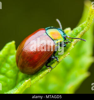 Chrysolina Coerulans Rot Minzeblatt käfer insekt kriecht auf grünem Blatt Makro Stockfoto