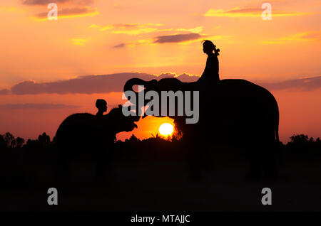 Ein Elefant, stehend auf einem Reisfeld in den Morgen. Elefant Dorf im Nordosten von Thailand, schöne Beziehung zwischen Mensch und Elefant. Stockfoto