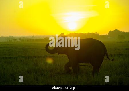 Ein Elefant, stehend auf einem Reisfeld in den Morgen. Elefant Dorf im Nordosten von Thailand, schöne Beziehung zwischen Mensch und Elefant. Stockfoto