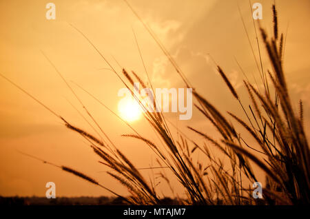 Schöne poaceae, Gräser in der Wiese während des Sonnenuntergangs. Stockfoto