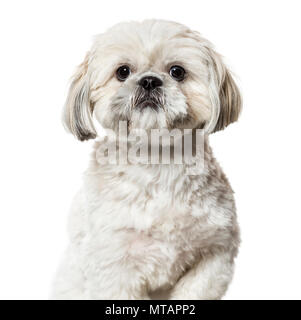 Shih Tzu portrait vor weißem Hintergrund Stockfoto