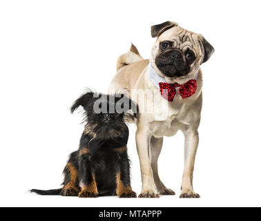 Mops und Griffon gemeinsam gegen den weißen Hintergrund Stockfoto