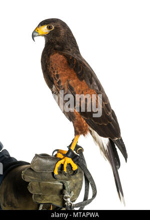 Harris Hawk, Parabuteo unicinctus, hocken auf Handschuh von falconer gegen den weißen Hintergrund Stockfoto