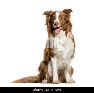 Border Collie keuchend vor weißem Hintergrund Stockfoto