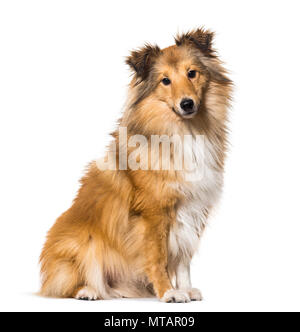 Shetland Sheepdog sitzen vor weißem Hintergrund Stockfoto