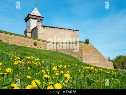 Hermann Schloss in der mittelalterlichen Festung. Narva, Estland, Baltikum, Europa Stockfoto