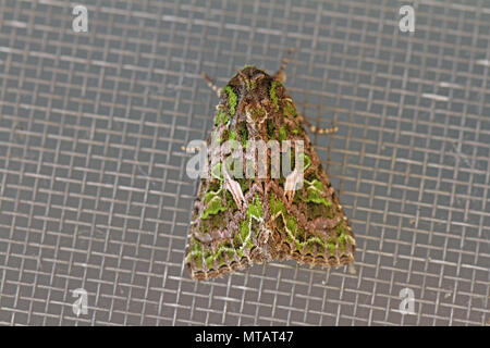 Melde motte Latin trachea atriplicis eine Art noctuid Moth in Ruhe auf einem Bildschirm Tür in Italien ein kontinentales Motte selten in Großbritannien gesehen Stockfoto