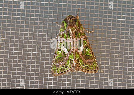 Melde motte Latin trachea atriplicis eine Art noctuid Moth in Ruhe auf einem Bildschirm Tür in Italien ein kontinentales Motte selten in Großbritannien gesehen Stockfoto