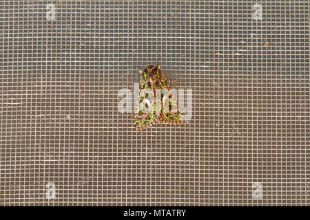 Melde motte Latin trachea atriplicis eine Art noctuid Moth in Ruhe auf einem Bildschirm Tür in Italien ein kontinentales Motte selten in Großbritannien gesehen Stockfoto