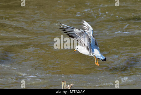 Sea Gull - Gemeinsame Lachmöwe - Sulaibikhat Bay - Kuwait - fliegende Möwe Stockfoto