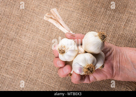 Hand, die Knoblauchzehen in Aussicht auf einen hölzernen Textur Stockfoto