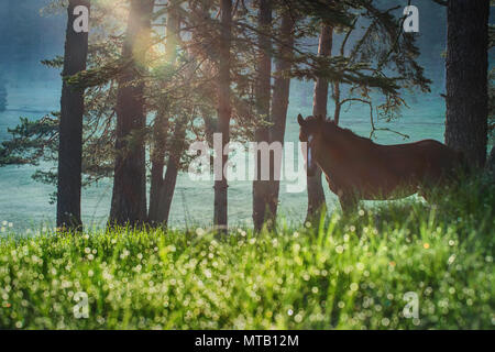 Mystic Sonnenaufgang über die verträumte Berg. Wild Horse Beweidung frisches Gras auf der Wiese. Bulgarien, Europa Stockfoto