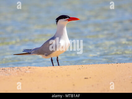 Raubseeschwalbe, Hydroprogne caspia - Sterne caspienne-In Ras Mohammed National Park (Foto genommen von Nikon D7200 mit Sigma Objektiv 150-600 mm) Stockfoto