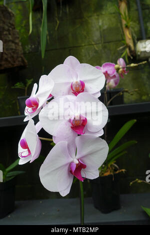 Phalaenopsis Orchideen oder als Motten Orchideen bekannt Stockfoto