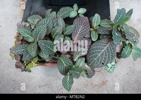 Fittonia verschaffeltii oder als Nerv Pflanzen bekannt Stockfoto