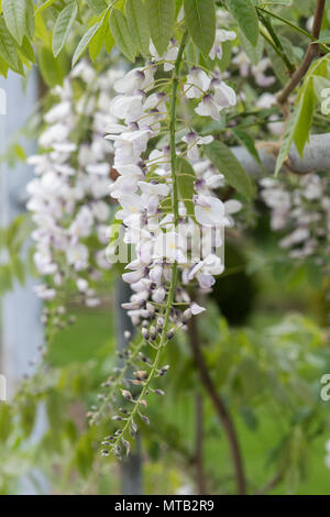 Japanische Wisteria. Wisteria floribunda 'Kimono' Blüte im Frühjahr. Großbritannien Stockfoto