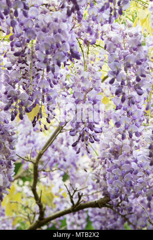 Wisteria sinensis. Chinesische Wisteria. Großbritannien Stockfoto