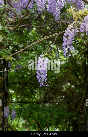 Wisteria sinensis. Chinesische Wisteria in einem Garten Arbor. England Stockfoto