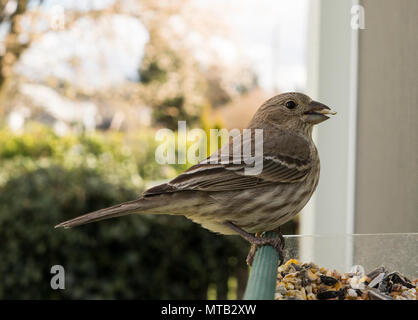 Ein wilder Vogel greift nach einer Mutter aus dem Fenster montiert Schrägförderer Stockfoto