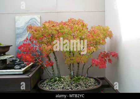 Japanischer Ahorn oder auch als Acer palmatum Osakazuki bekannt Stockfoto