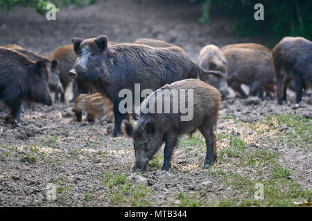 Herde Wildschweine wühlen im Wald für Lebensmittel Stockfoto