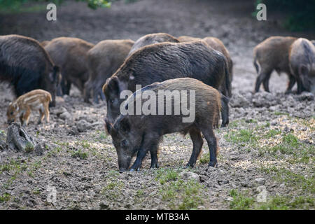 Herde Wildschweine wühlen im Wald für Lebensmittel Stockfoto