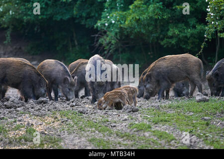 Herde Wildschweine wühlen im Wald für Lebensmittel Stockfoto