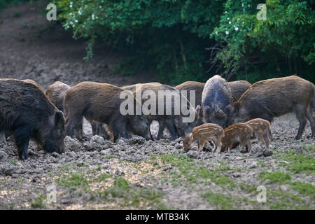 Herde Wildschweine wühlen im Wald für Lebensmittel Stockfoto