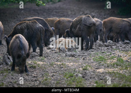 Herde Wildschweine wühlen im Wald für Lebensmittel Stockfoto