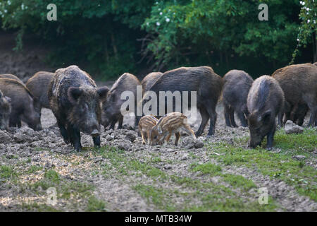 Herde Wildschweine wühlen im Wald für Lebensmittel Stockfoto