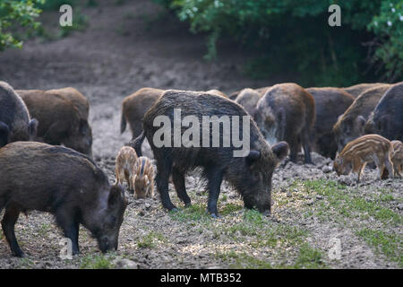 Herde Wildschweine wühlen im Wald für Lebensmittel Stockfoto