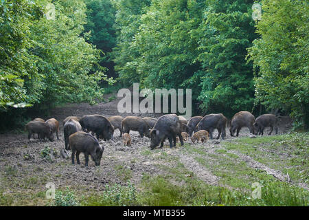 Herde Wildschweine wühlen im Wald für Lebensmittel Stockfoto