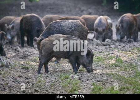 Herde Wildschweine wühlen im Wald für Lebensmittel Stockfoto