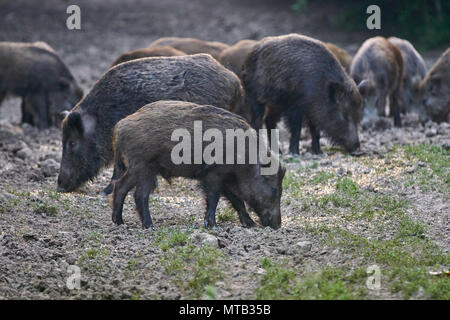 Herde Wildschweine wühlen im Wald für Lebensmittel Stockfoto