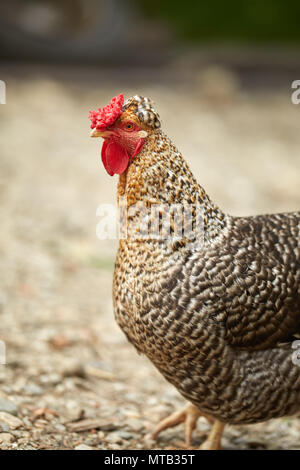 Nahaufnahme einer gesprenkelten fettes Huhn in den Hinterhof Stockfoto