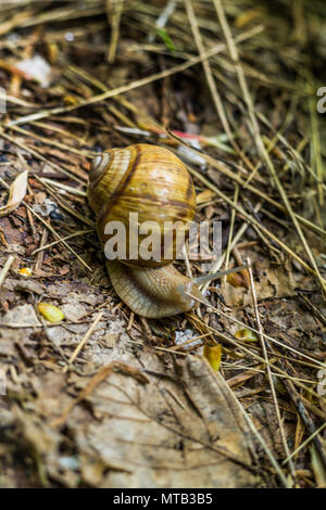 Die schöne Gyilkos-tó und Békási-szoros Stockfoto