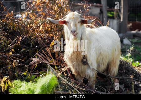 Weiße Ziege mit langen Hörnern weiden in einem ländlichen Gebiet Stockfoto