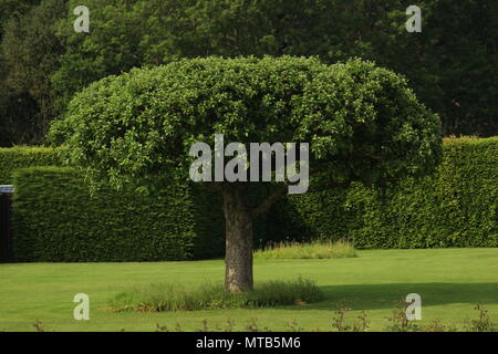 Pflanzen und Garten Design-Baum mit schönen zentralen Mittelpunkt umgeben von angelegten Gärten und Absicherung. Henley on Thames, Oxfordshire. Stockfoto