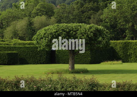 Pflanzen und Garten Design-Baum mit schönen zentralen Mittelpunkt umgeben von angelegten Gärten und Absicherung. Henley on Thames, Oxfordshire. Stockfoto