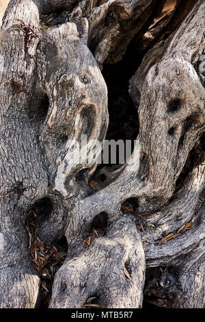 Alte Baumstamm mit einer interessanten scary Form und Textur Stockfoto