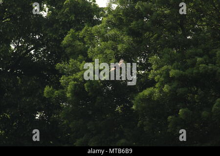 Eine einzelne Rotmilan, Milvus milvus fliegt über ein Feld mit Bäumen im Hintergrund. Platz für Kopieren. Stockfoto