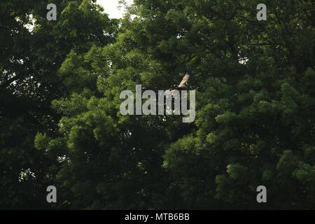 Eine einzelne Rotmilan, Milvus milvus fliegt über ein Feld mit Bäumen im Hintergrund. Platz für Kopieren. Stockfoto