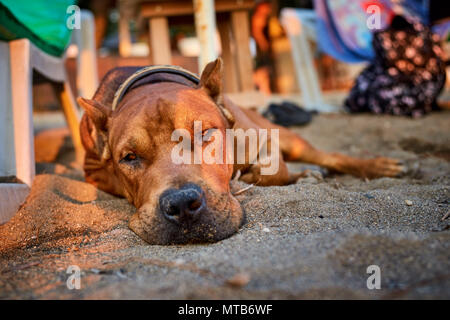 Weitwinkel Nahaufnahme von einem Staffordshire Terrier Hund liegend auf dem Sand in einem Sommertag Stockfoto