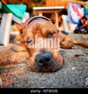 Weitwinkel Nahaufnahme von einem Staffordshire Terrier Hund liegend auf dem Sand in einem Sommertag Stockfoto