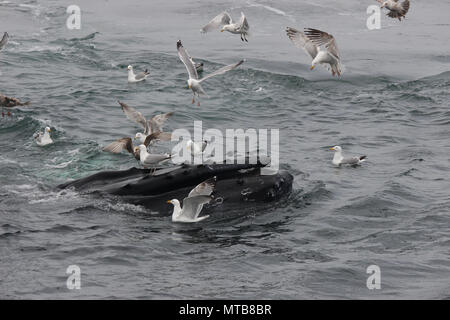 Wale Buckelwale Fütterung und Schwimmen Stockfoto