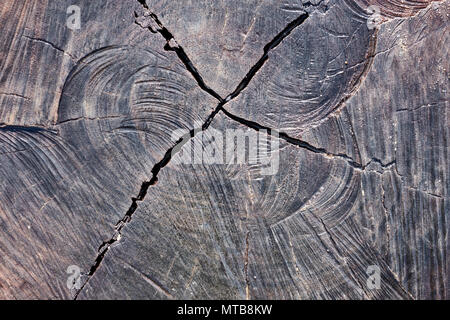 Holz- querschnitt Textur von einem Baumstumpf. Close Up. Stockfoto