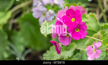 Schöne rosa Mehrjährig primrose oder Primel primula Primula oder Blumen im Frühling Garten. Stockfoto