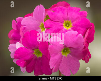 Schöne rosa Mehrjährig primrose oder Primel primula Primula oder Blumen im Frühling Garten. Stockfoto