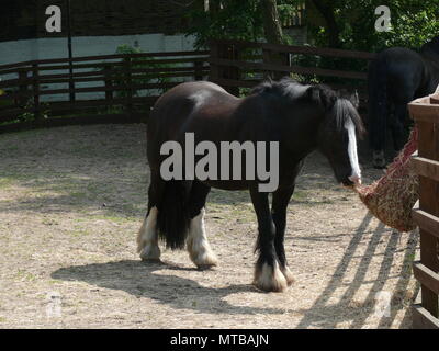 Pferd, London, England Stockfoto