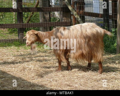 Weidende Ziege, London, England Stockfoto